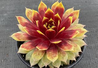 Chick Charms® GIANT Gold Mineppaf succulent