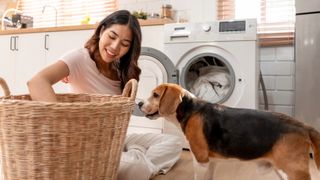 Woman doing laundry with beagle beside her