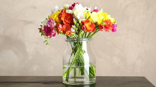 Mixed colored freesias in a glass vase