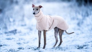 A whippet wearing a fleece rug stands in the snow.
