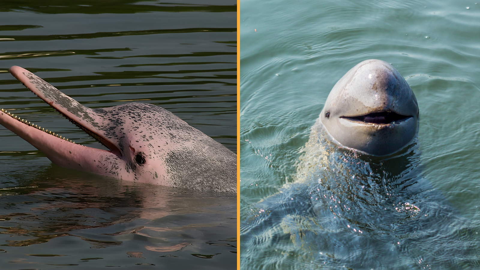 Left image shows an indo-pacific dolphin, right image is an Irriwaddy dolphin.