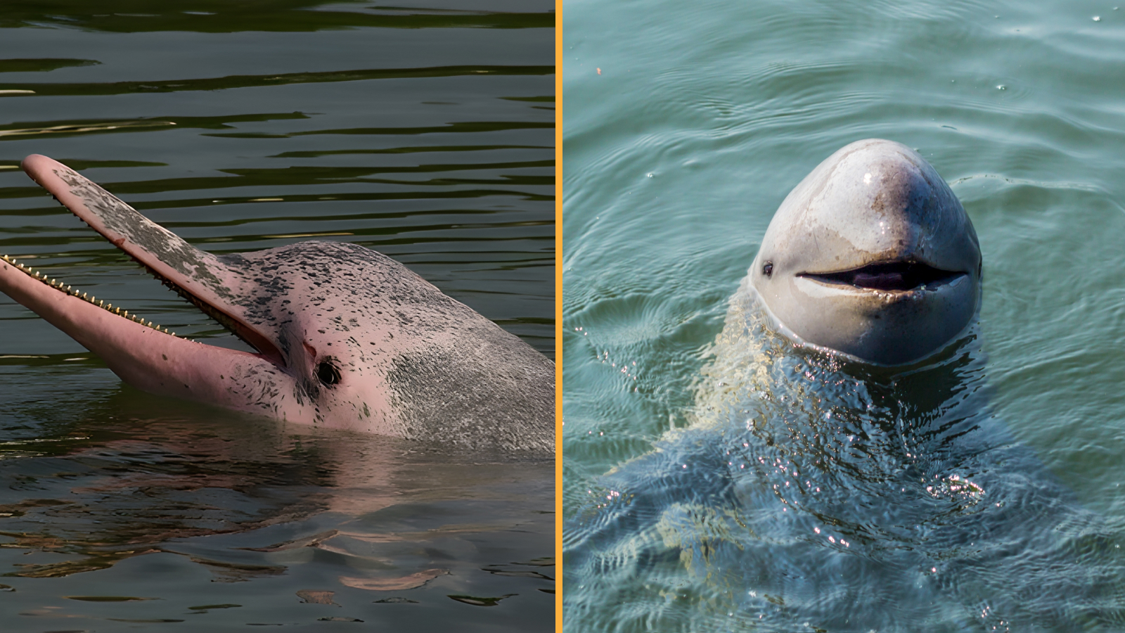 Pink Dolphins Spotted With Baby From Completely Different Species In 