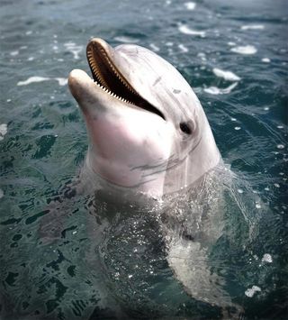 dolphin