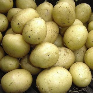 picture of Potato 'Maris Peer' (Second Cropping) 1kg