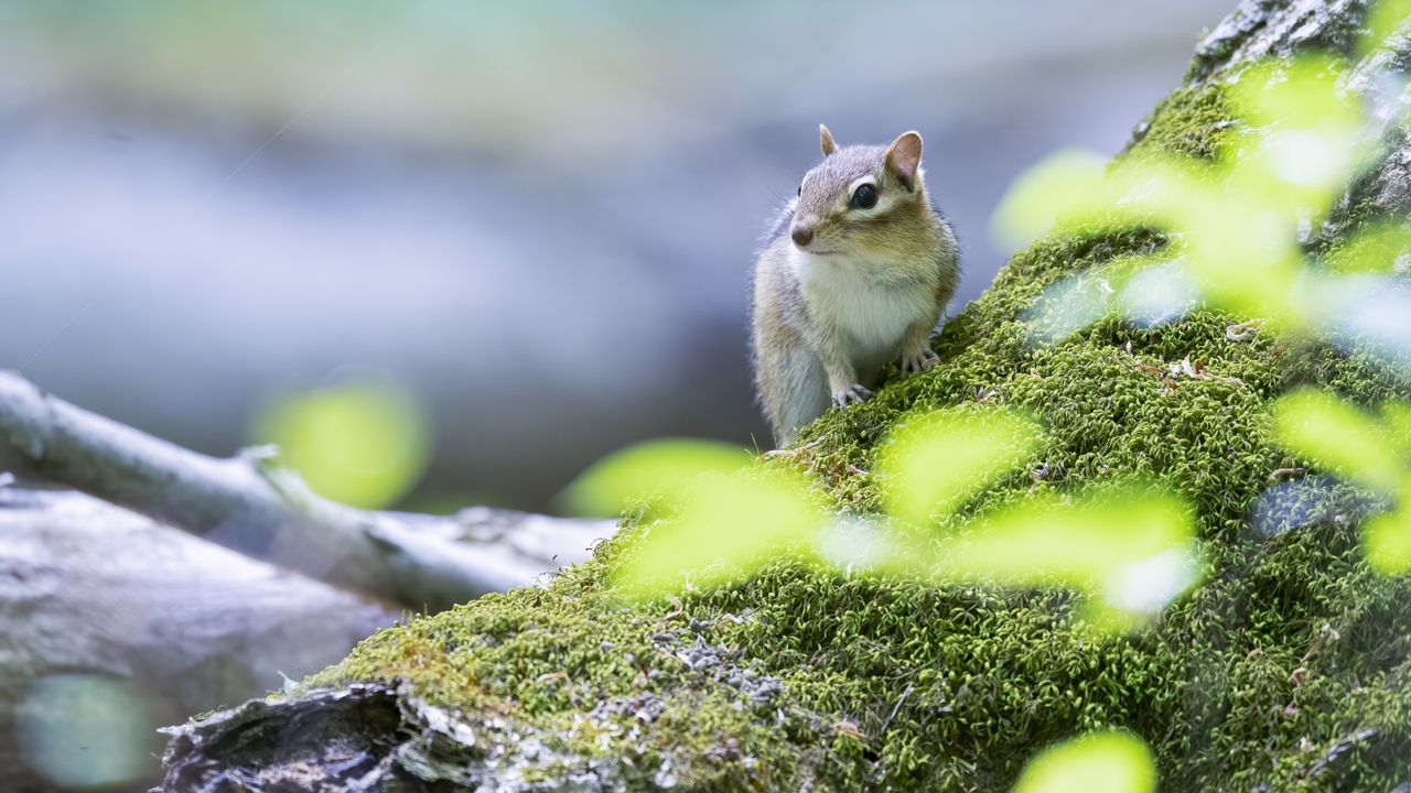 How to get rid of chipmunksin your yard