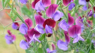 pink and purple sweet peas