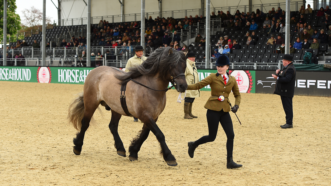 HorseNo1578_RWHS_PN24_132876
