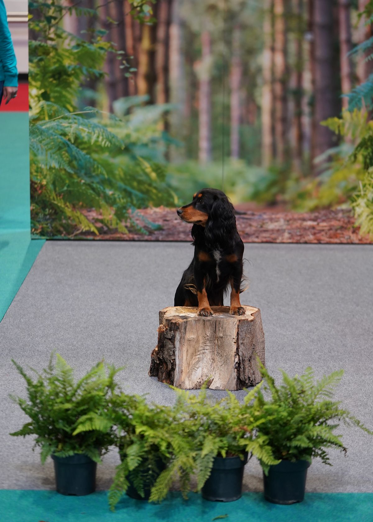 Dogs that stole our hearts at The Photography Show 2022