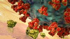 The SARS-CoV-2 virus invades human cells by attaching to ACE2 receptors on the surfaces of those cells.