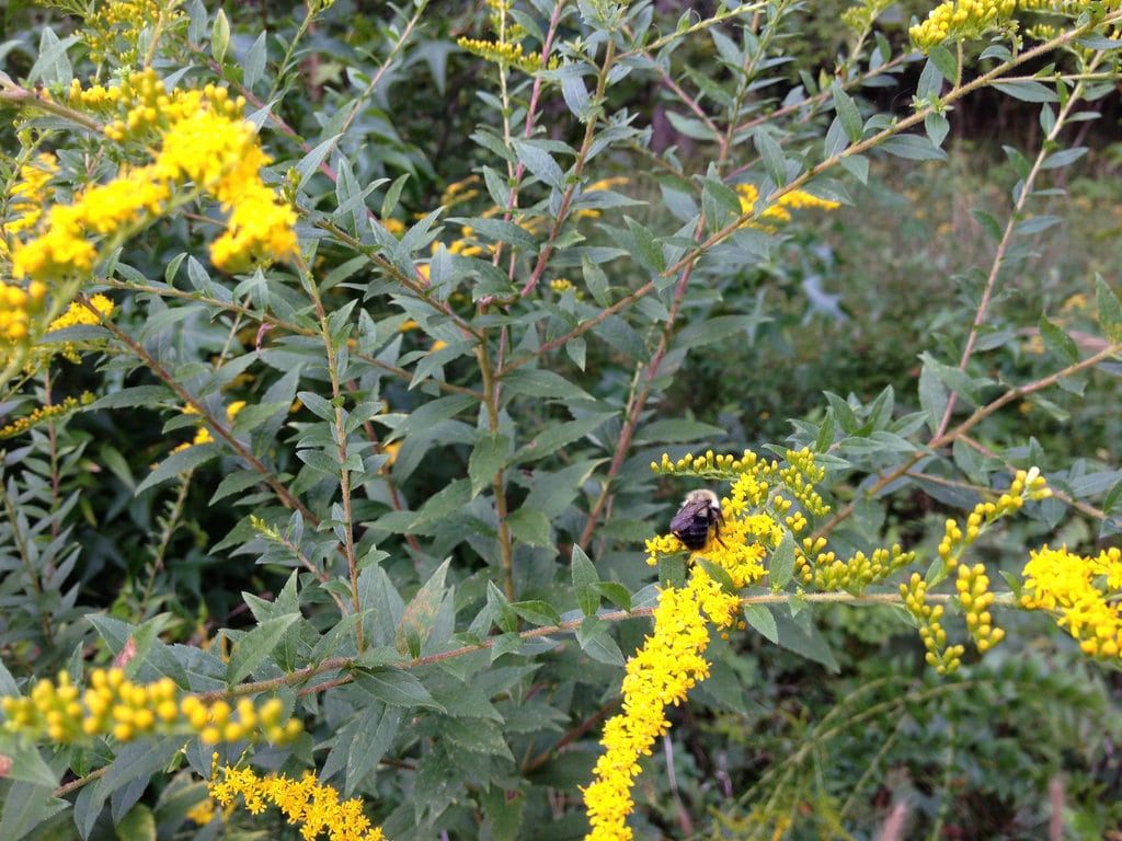 Wrinkled Goldenrod Plant