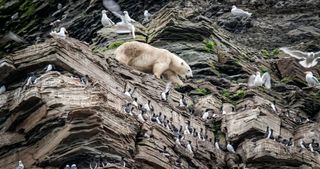 A polar bear on a cliff in The Hunt