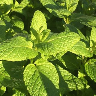 Mint varieties