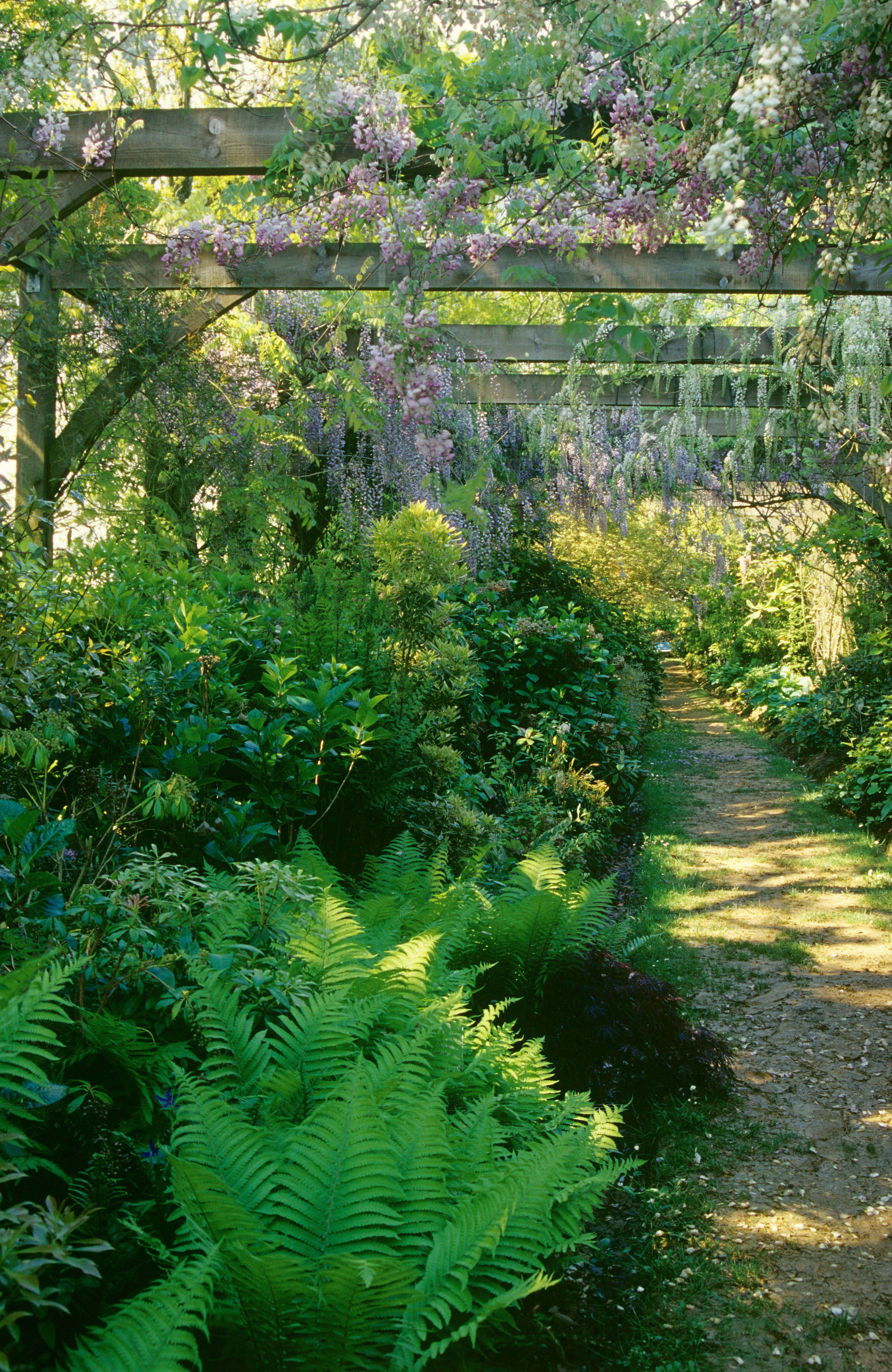 Wisteria - best climbing plants