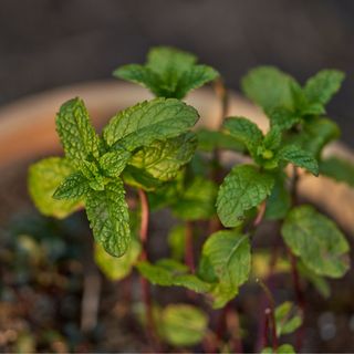 Mint growing in a flower pot