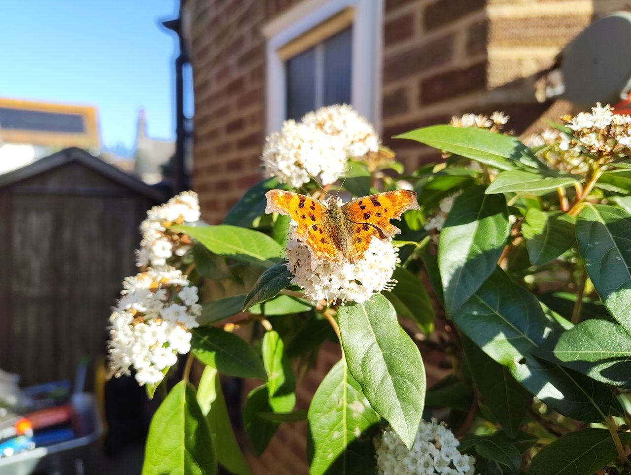 Nothing Phone 3a camera sample butterfly macro
