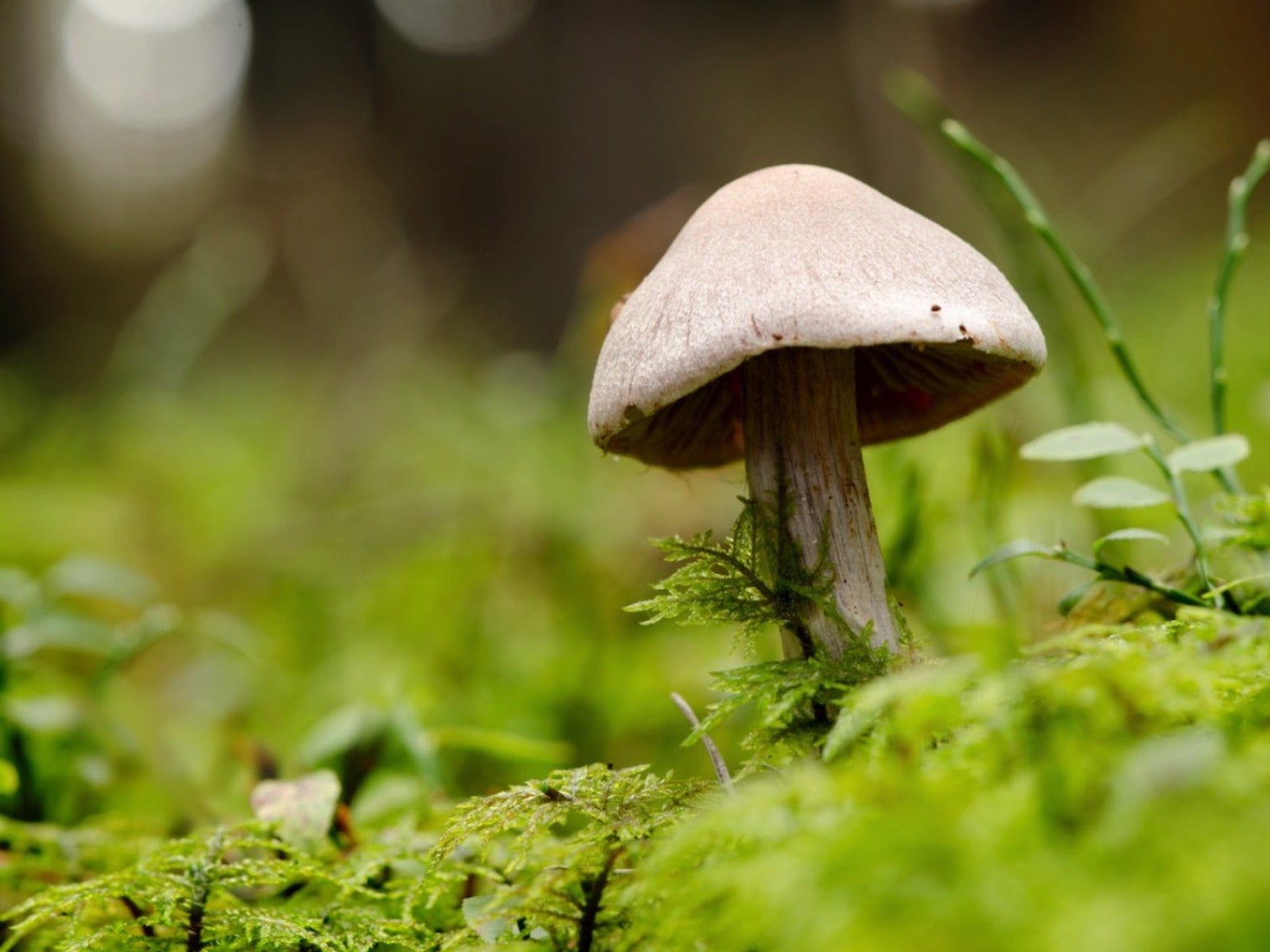 Who Knew 'Peter Rabbit' Author Beatrix Potter Researched Mushrooms?