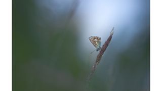 A butterfly shot with a wide aperture blurred background