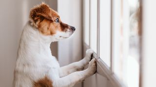 Dog standing on hind legs looking out the window