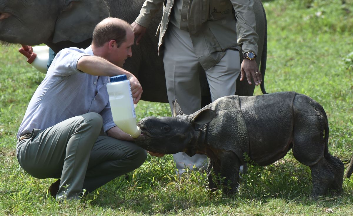 Prince William is in Vietnam for an international conference on ...