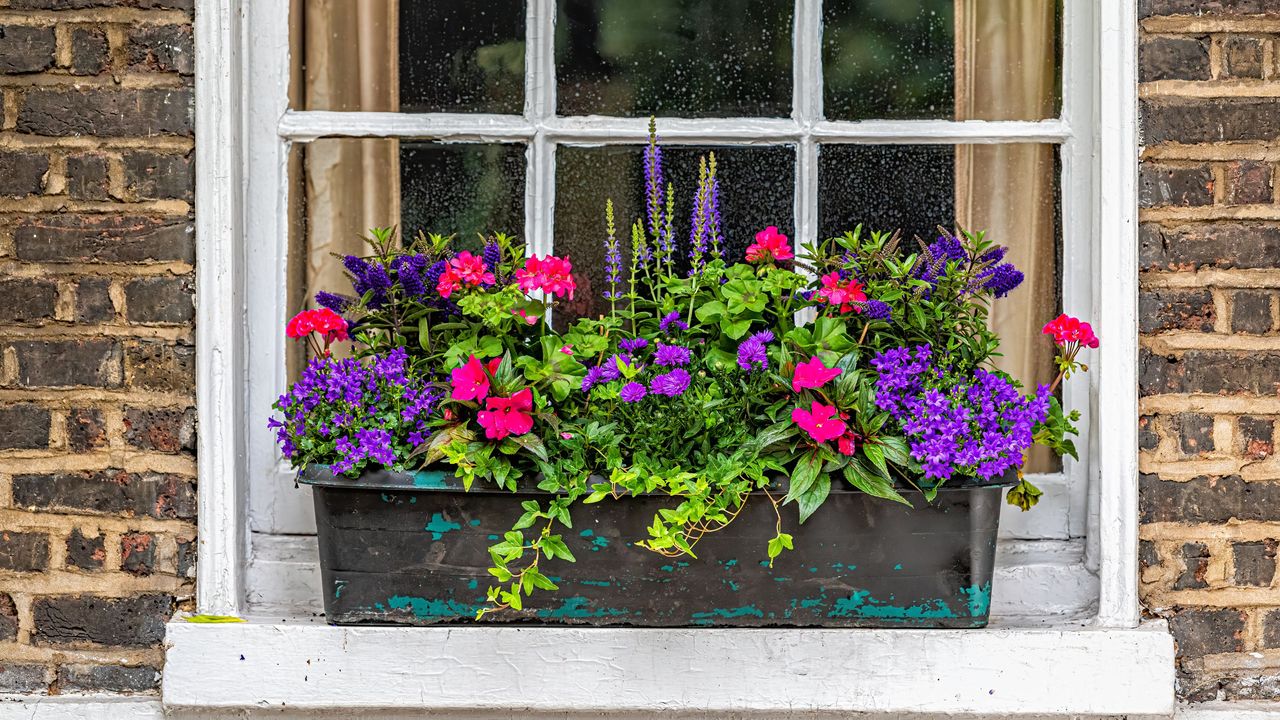 Closeup view of brick yellow wall by window potted plant in aged weathered basket pot outside on window sill with lavender, blue salvia and geranium colorful flowers in Chelsea, London UK 