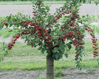 dwarf cherry, morello cherry, sour cherry