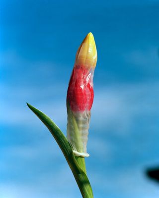 Image of Tulips in Condom.