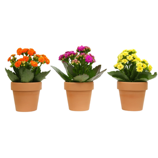 Blooming Kalanchoe Décor | 3 Live Succulent Plants in 2.5