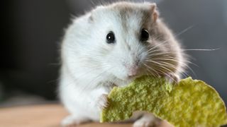 Hamster eating green chip