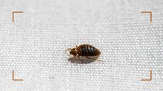bed bug on white woven fabric to support a guide on how to get rid of bed bugs