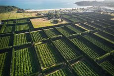 A huge kiwi fruit orchard in Northland. Credit: Getty