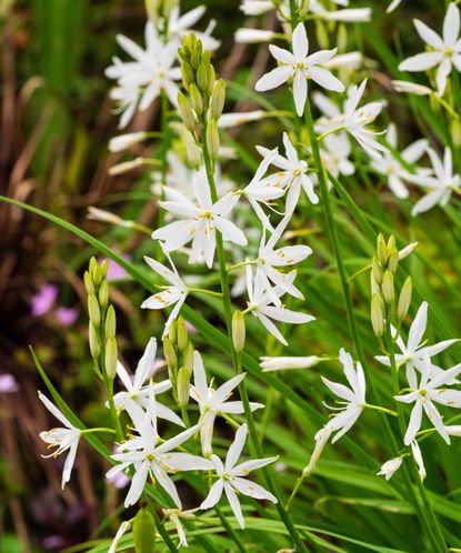 Best drought tolerant plants: 21 choices for hot, dry areas | Gardeningetc