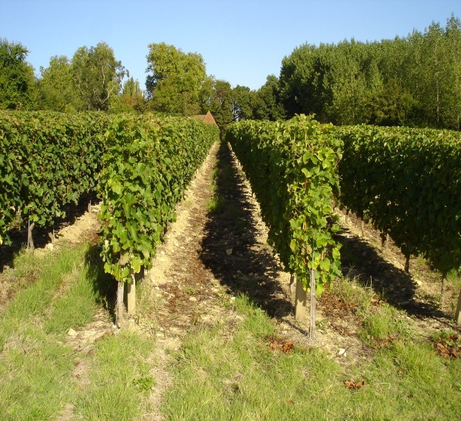 Fleur Jonquet Vines
