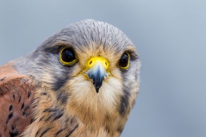 An image of a kestrel. It looks mad