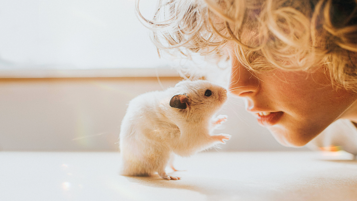 Boy putting his nose against a hamster on its back legs