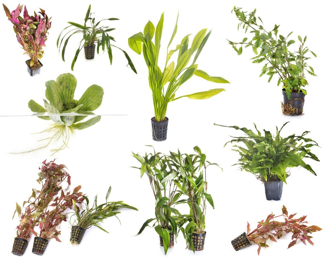 these-5-easy-house-plants-filter-your-aquarium-fish-tank-plants