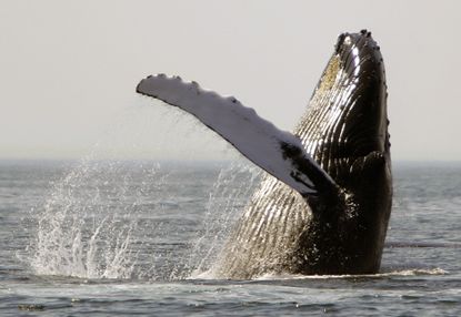 A humpback whale.