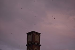 Chimney_Swifts_Count_Photoby_Karinne_Tennenbaum - Karinne Tennenbaum