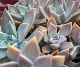 Close-up of a beautifully colored ghost plant (Graptopetalum Paraguayense)