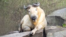 a golden takin resting on a rock facing the camera with trees in the background