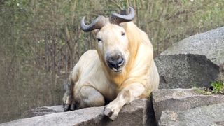 a golden takin resting on a rock facing the camera with trees in the background