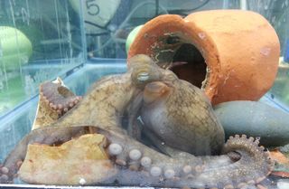 The researchers studied the California two-spot octopus, finding certain molecular pathways in the optic gland played a role in a new mother's suicide mission.
