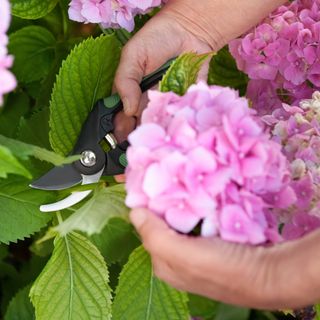 Close up of person cutting pink hydrangeas with secateurs