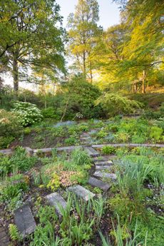 Stepping logs wind through the garden, amid plantings of ferns, epimediums, primulas, euphorbias and myosotis. Copyhold Hollow, West Sussex. Photography by Mimi Connolly.