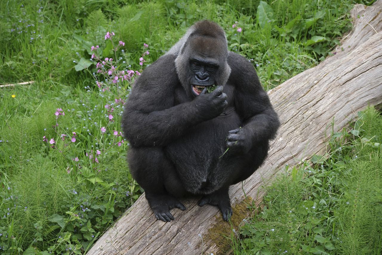 Wildlife photography using animal detection autofocus of the Fujifilm X-T50