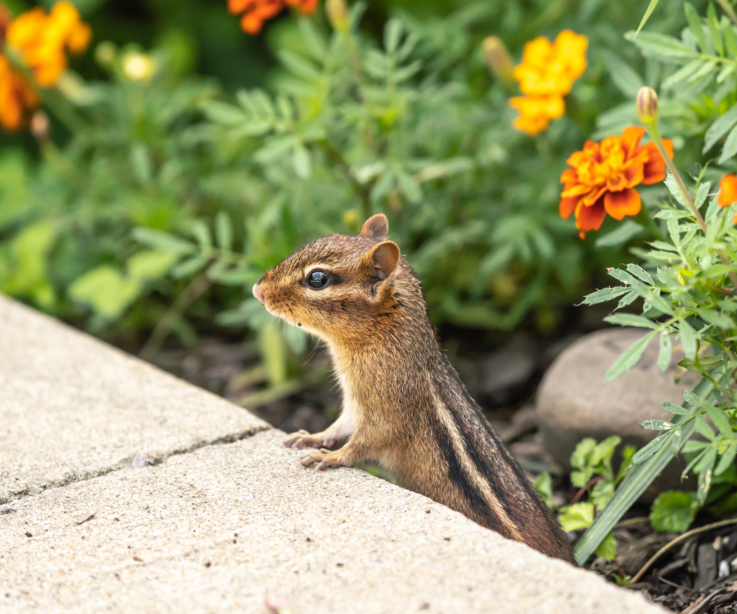 Chipmunk in garden