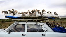 A goose-covered car.