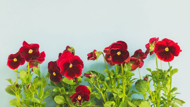 how to grow pansies red-pansies-on-eggshell-backdrop