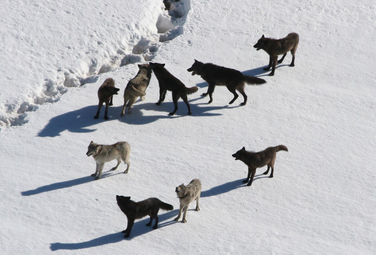 pack of gray wolves hunting