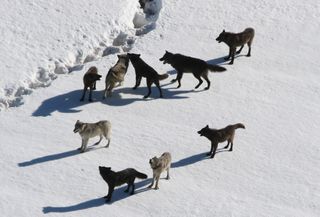 grey timber wolf