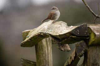 Canon Telephoto Wildlife Birds